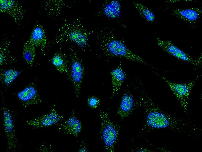 PTF1A Antibody in Immunocytochemistry (ICC/IF)