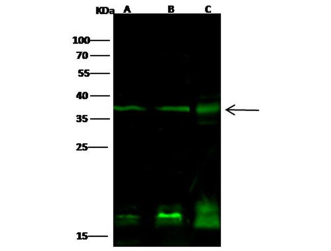 PTF1A Antibody in Western Blot (WB)