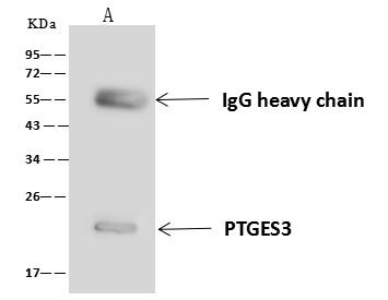 p23 Antibody in Immunoprecipitation (IP)