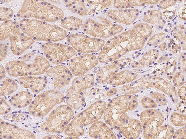 Bit1 Antibody in Immunohistochemistry (Paraffin) (IHC (P))