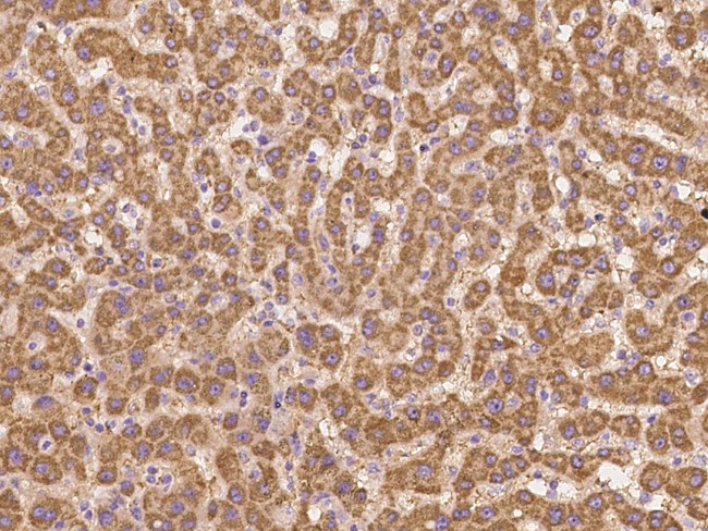 Bit1 Antibody in Immunohistochemistry (Paraffin) (IHC (P))