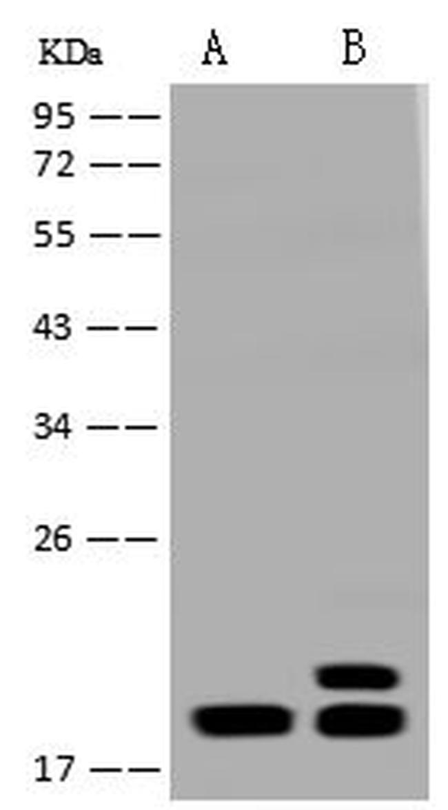 Bit1 Antibody in Western Blot (WB)