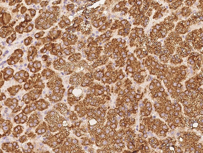 RAB9 Antibody in Immunohistochemistry (Paraffin) (IHC (P))