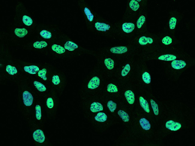 RALY Antibody in Immunocytochemistry (ICC/IF)