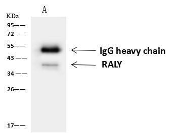 RALY Antibody in Immunoprecipitation (IP)