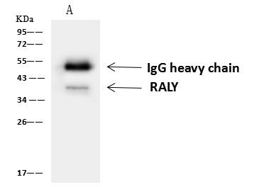 RALY Antibody in Immunoprecipitation (IP)