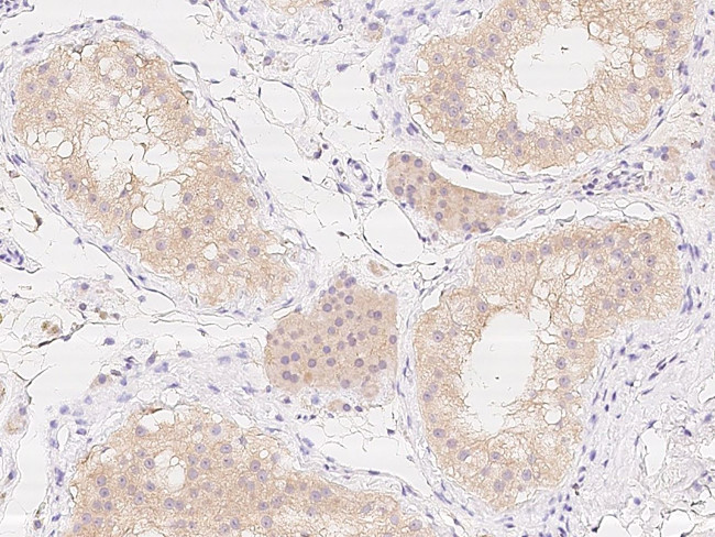 RANGRF Antibody in Immunohistochemistry (Paraffin) (IHC (P))