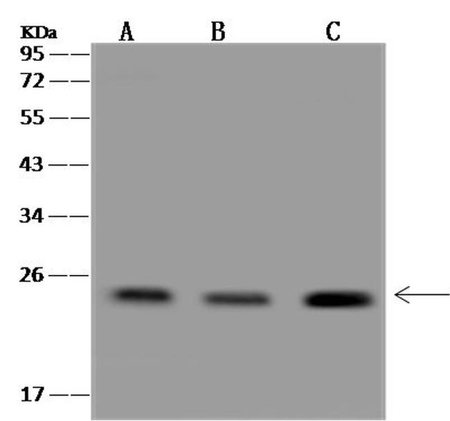 RANGRF Antibody in Western Blot (WB)