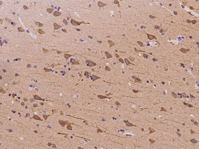 REEP2 Antibody in Immunohistochemistry (Paraffin) (IHC (P))