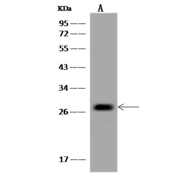 REEP2 Antibody in Western Blot (WB)