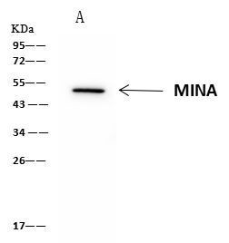 MINA53 Antibody in Immunoprecipitation (IP)