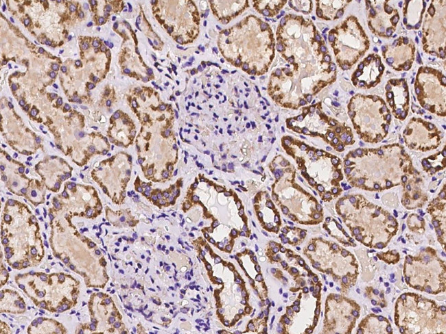 SAMM50 Antibody in Immunohistochemistry (Paraffin) (IHC (P))