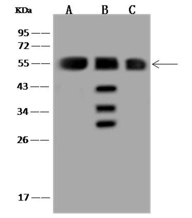 SAMM50 Antibody in Western Blot (WB)