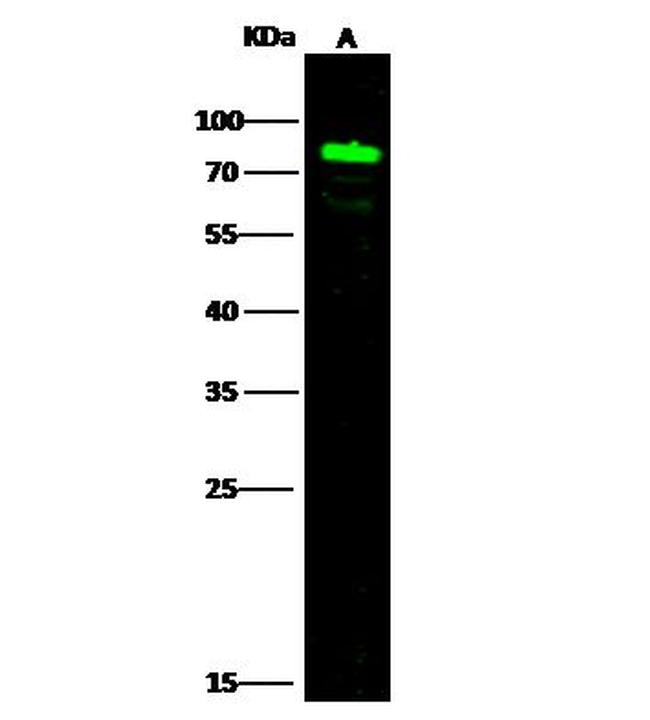 SEMA4A Antibody in Western Blot (WB)