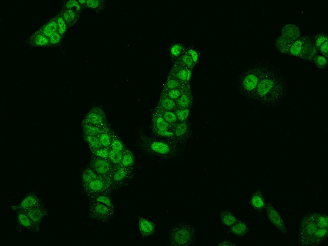 SIRT6 Antibody in Immunocytochemistry (ICC/IF)