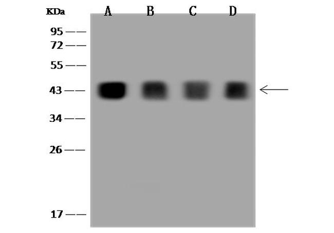 SIRT6 Antibody in Western Blot (WB)