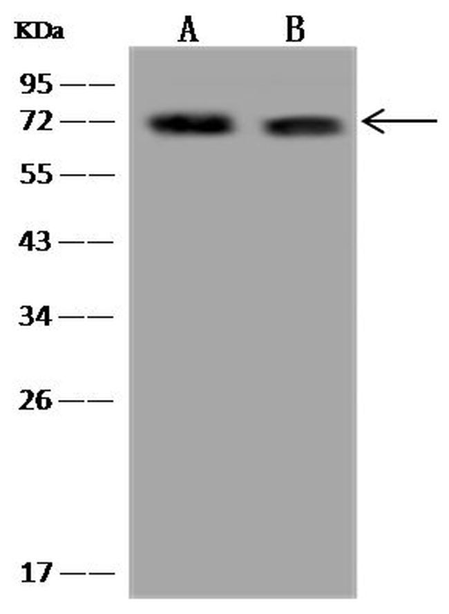 Ly-108 Antibody in Western Blot (WB)