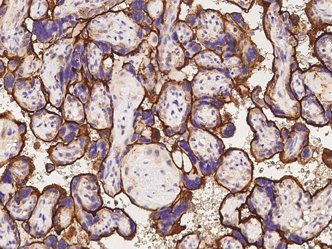 CD98 Antibody in Immunohistochemistry (Paraffin) (IHC (P))