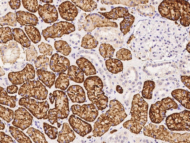 CD98 Antibody in Immunohistochemistry (Paraffin) (IHC (P))