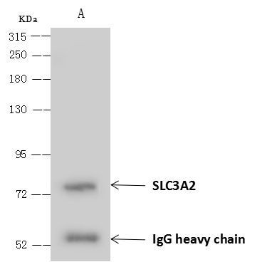 CD98 Antibody in Immunoprecipitation (IP)