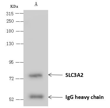 CD98 Antibody in Immunoprecipitation (IP)