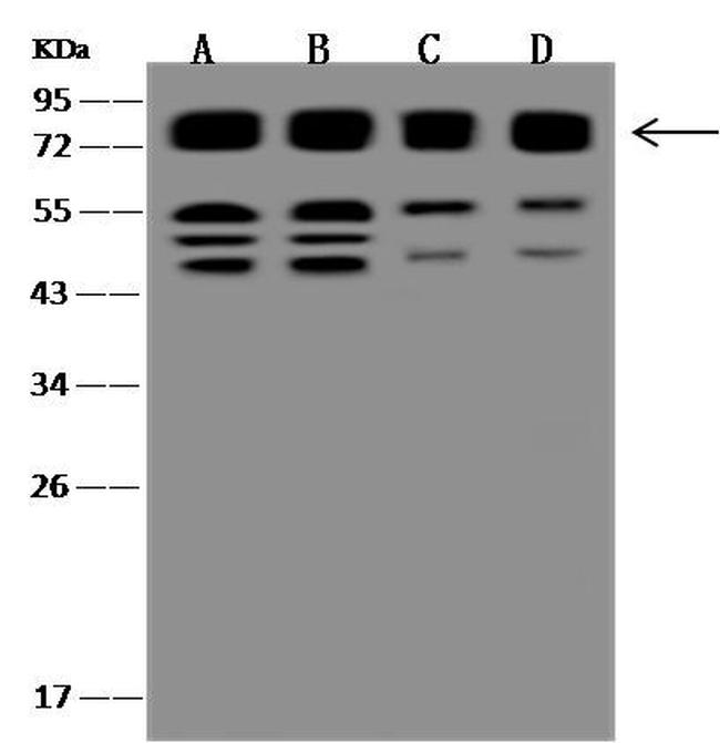 CD98 Antibody in Western Blot (WB)