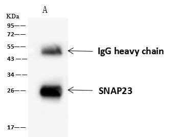 SNAP23 Antibody in Immunoprecipitation (IP)