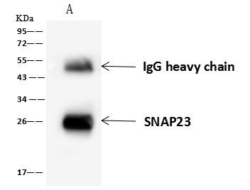 SNAP23 Antibody in Immunoprecipitation (IP)