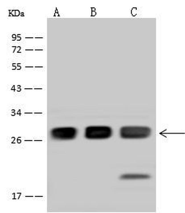 SNAP23 Antibody in Western Blot (WB)