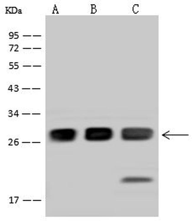 SNAP23 Antibody in Western Blot (WB)