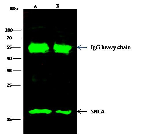 alpha Synuclein Antibody in Immunoprecipitation (IP)