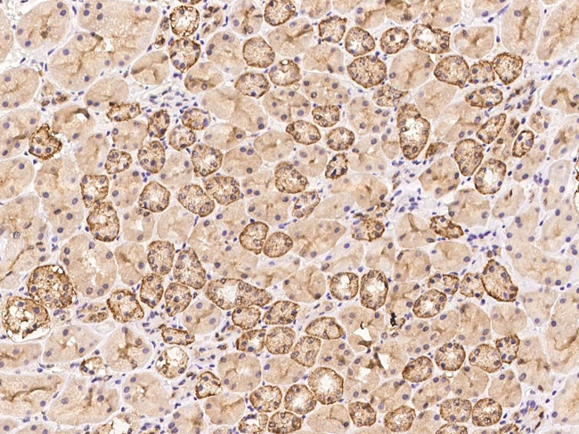 Spastin Antibody in Immunohistochemistry (Paraffin) (IHC (P))