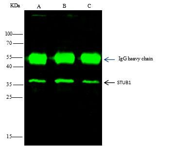 STUB1 Antibody in Immunoprecipitation (IP)