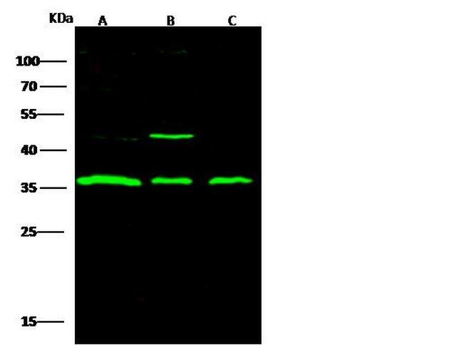 STUB1 Antibody in Western Blot (WB)