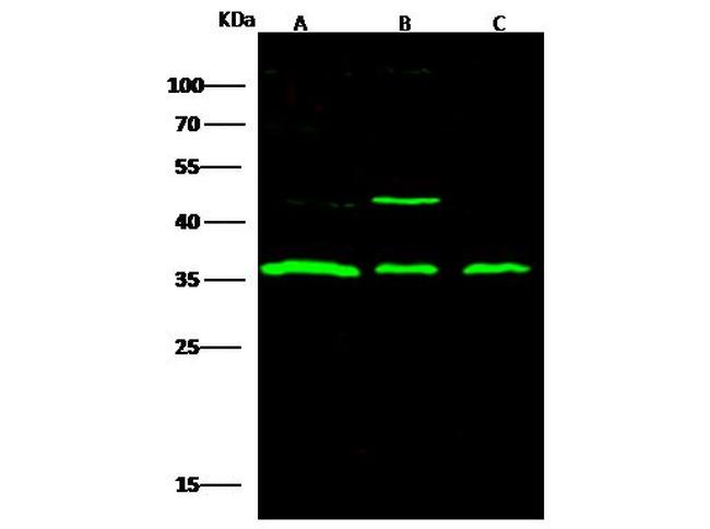 STUB1 Antibody in Western Blot (WB)