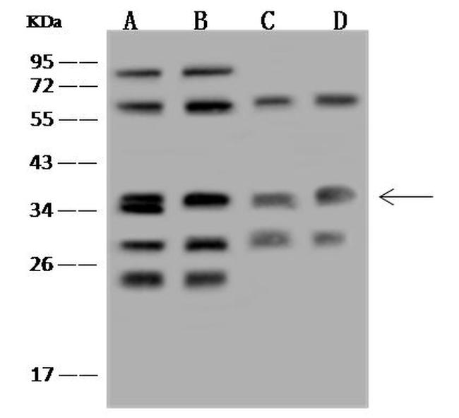 STX12 Antibody in Western Blot (WB)