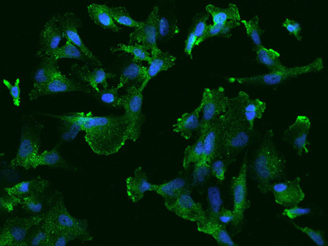 Syntaxin 4 Antibody in Immunocytochemistry (ICC/IF)