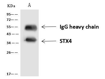 Syntaxin 4 Antibody in Immunoprecipitation (IP)