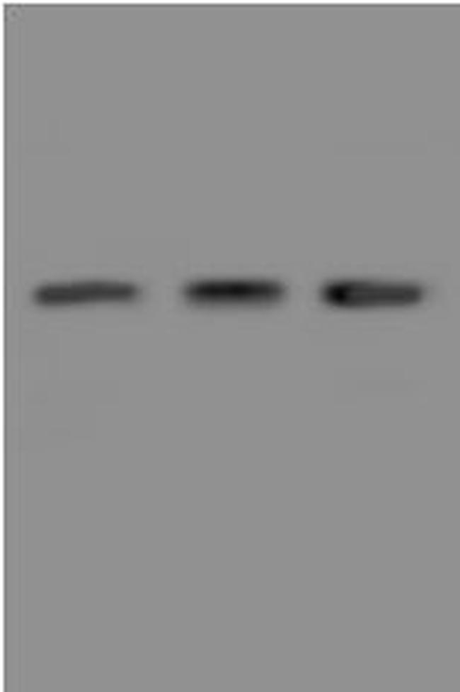 Syntaxin 4 Antibody in Western Blot (WB)