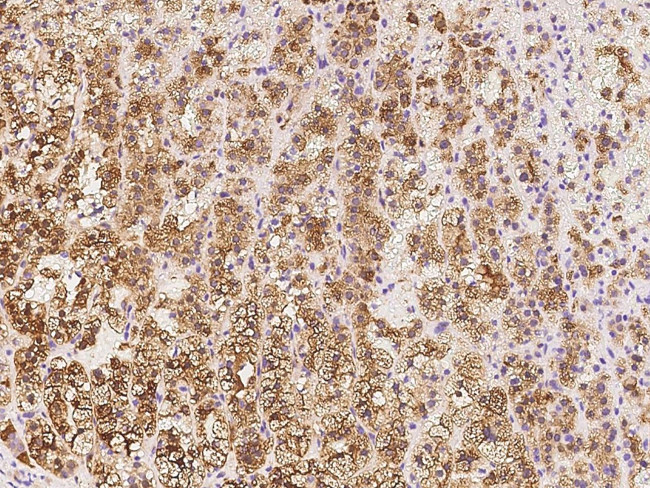 SULT2A1 Antibody in Immunohistochemistry (Paraffin) (IHC (P))