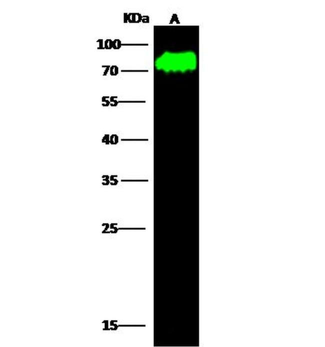 Synapsin 1 Antibody in Western Blot (WB)