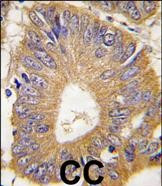 4EBP1 Antibody in Immunohistochemistry (Paraffin) (IHC (P))