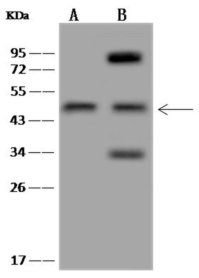 Synaptotagmin 4 Antibody in Western Blot (WB)