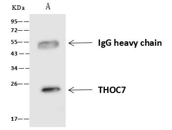 THOC7 Antibody in Immunoprecipitation (IP)