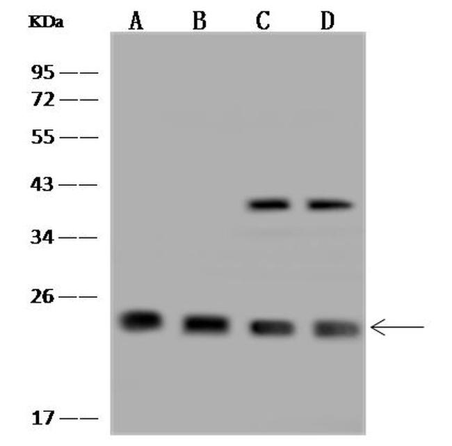 THOC7 Antibody in Western Blot (WB)