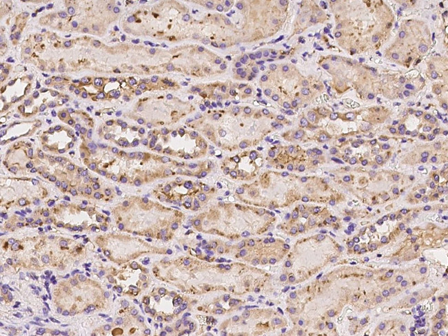 TRAP1 Antibody in Immunohistochemistry (Paraffin) (IHC (P))