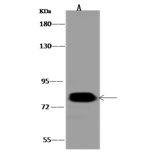 TRAP1 Antibody in Western Blot (WB)