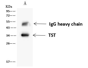 TST Antibody in Immunoprecipitation (IP)