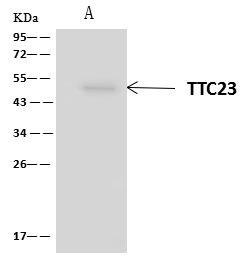 TTC23 Antibody in Immunoprecipitation (IP)