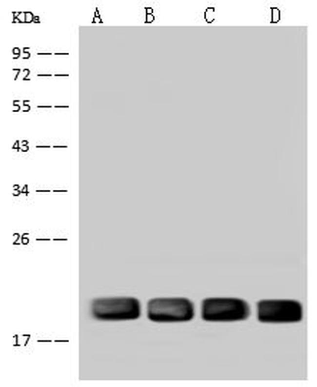 UBE2M Antibody in Western Blot (WB)